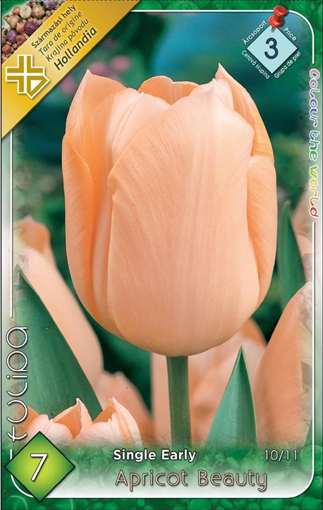 Tulipa Apricot Beauty / Egyszerű virágú korai tulipán 7 db