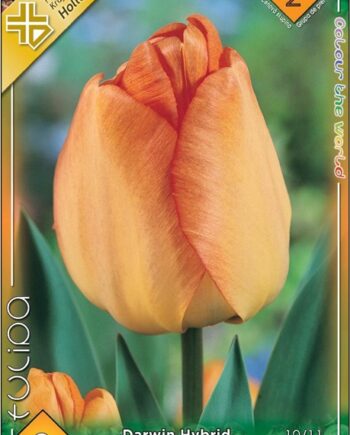 Tulipa Daydream / Tulipán Daydream 8 db