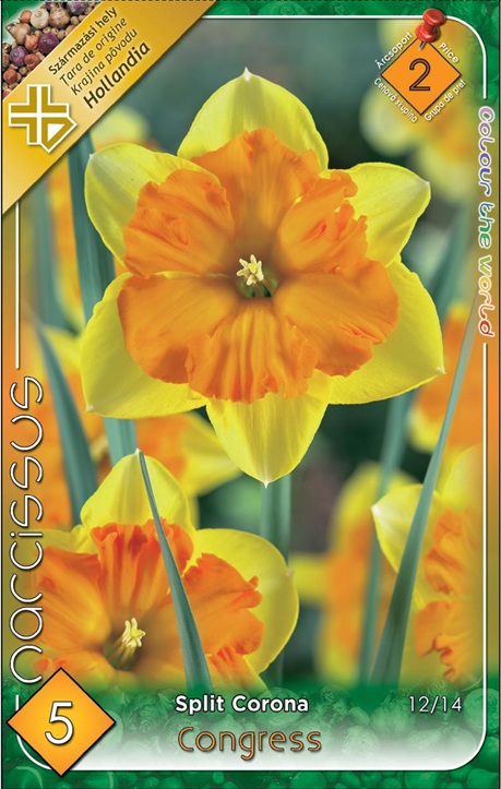 Narcissus Congress / Nárcisz Congress 5 db virághagyma II. árcsoport