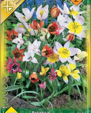 Tulipa Botanical mix / Botanikai tulipán 12 db virághagyma II. árcsoport