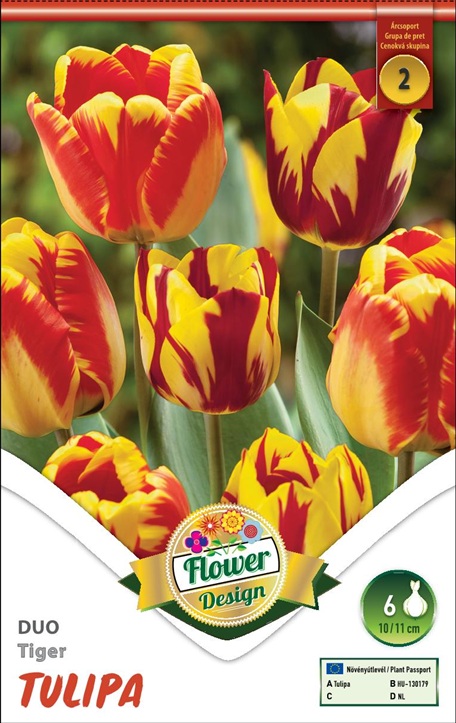 Tulipa Duo Tiger / Tulipán Duó Tiger 6 db virághagyma II. árcsoport